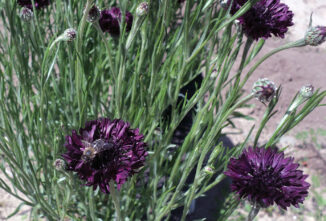 Plants that Attract Predatory Insects